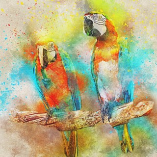 Parrots