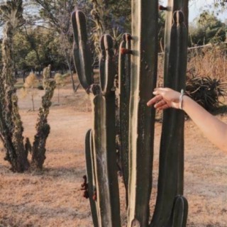 Touch A Cactus
