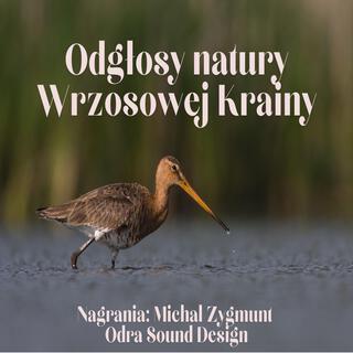 Odgłosy Natury Wrzosowej Krainy