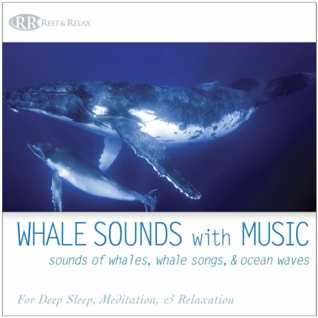 Whale and Dolphin Moods | Boomplay Music