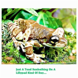 Just A Toad Sunbathing On A Lilly Pad Kind Of Day....