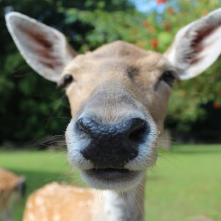 Hand Feeding Deer in Front Yard.