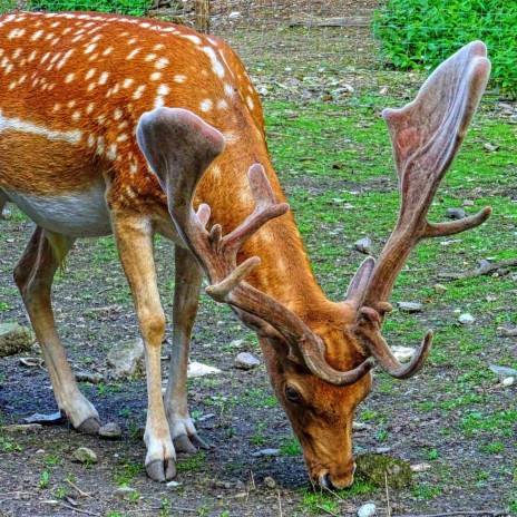 Wild Deer Is Extremely Friendly | Boomplay Music