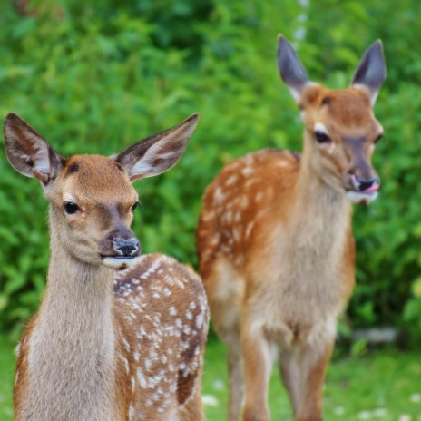 amily Rescues a Deer that Changes Their Life | Boomplay Music