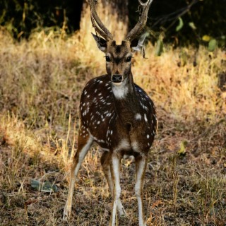 Magical Encounter Between Hunters and Deer