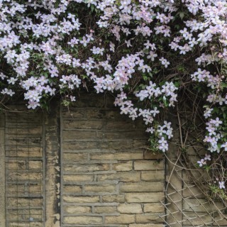 wall flowers