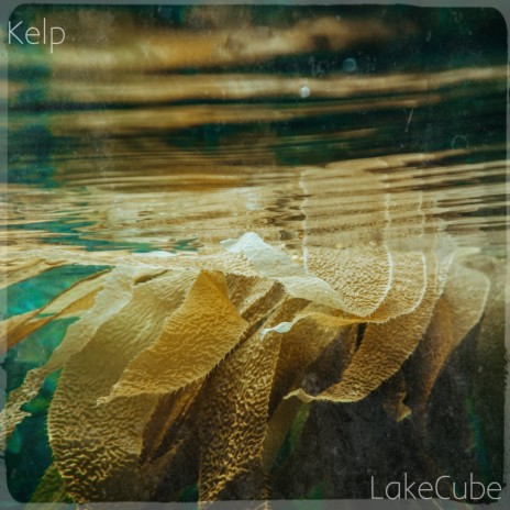 Kelp | Boomplay Music
