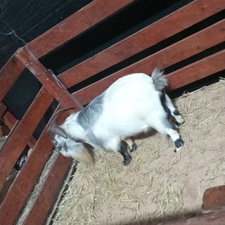 SlimeGoat