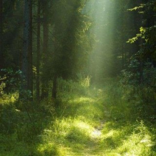 Walk me back to the woods lyrics | Boomplay Music