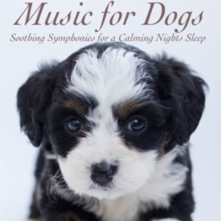 Music for Dogs: Soothing Symphonies for a Calming Nights Sleep