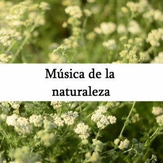 Música de la naturaleza
