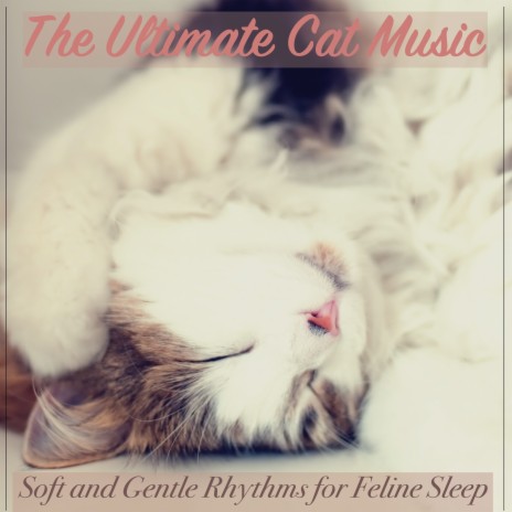 Purring Delight ft. Pet Music Therapy