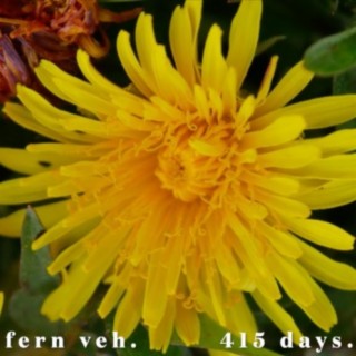 Fern Veh