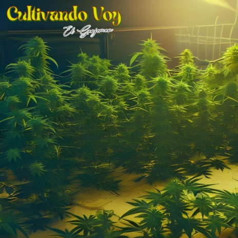 Cultivando Voy