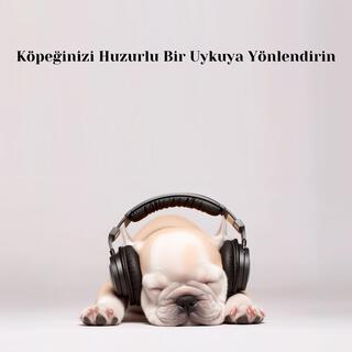 Köpeğinizi Huzurlu Bir Uykuya Yönlendirin: Huzurlu Bir Köpek İçin Yatma Zamanı Melodileri