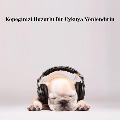 Sessiz Pati Melodileri ft. Rahatla Müzik, Dog Music! & Music for Dogs! | Boomplay Music