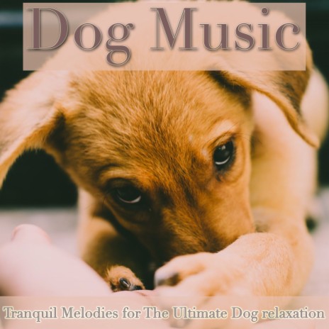 Drifting Through Skies ft. Pet Music Therapy & Dog Music Waves | Boomplay Music