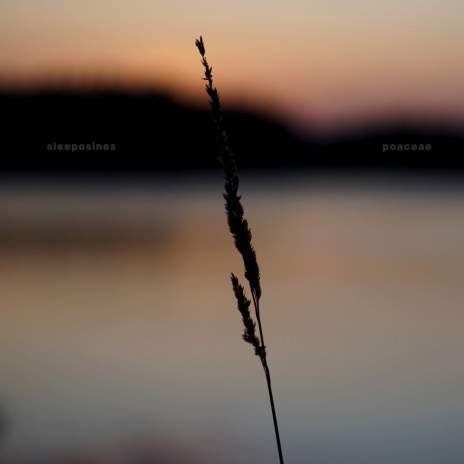 Poaceae | Boomplay Music