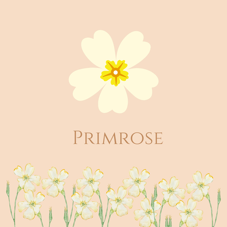 Primrose | Boomplay Music