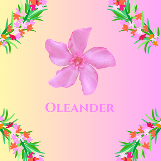 Oleander