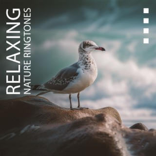 Relaxing Nature Ringtones: Calming Water & Singing Birds