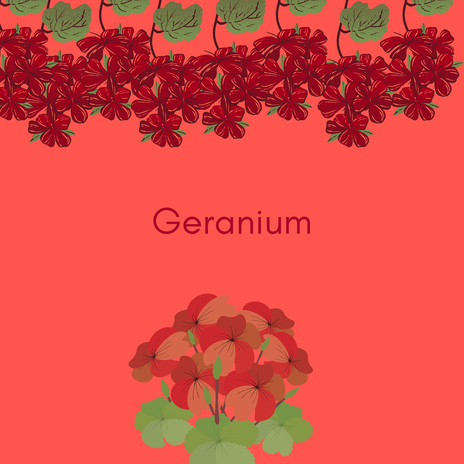 Geranium | Boomplay Music