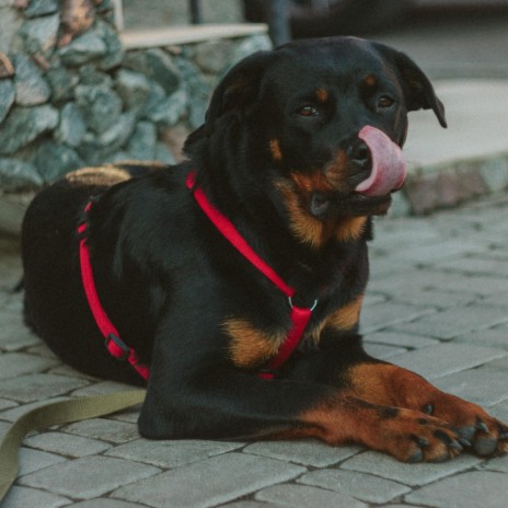 Huge Rottweiler angry about his nail clip | Boomplay Music