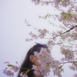 Sakura (Sped Up) lyrics | Boomplay Music