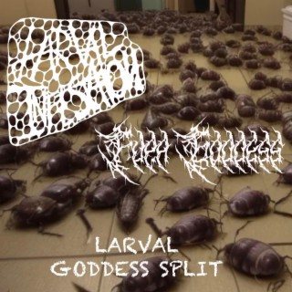 Larval Goddess Split