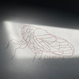 cicadas