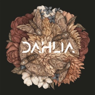 Dahlia