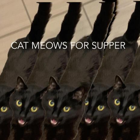 cat meows for supper | Boomplay Music