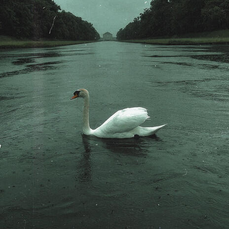 Swan