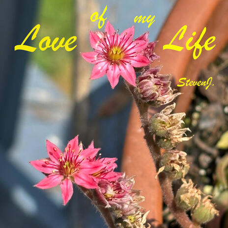 Love of my Life | Boomplay Music