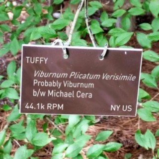 Probably Viburnum