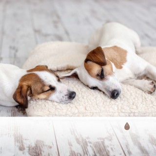 Berceuses du soir pour les chiens : Vibrations du sommeil