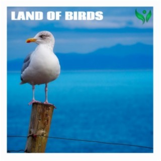 Land of Birds