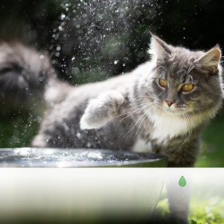 Meilleure musique relaxante pour les chats anxieux! Sons de la pluie