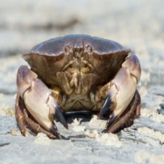 The Crab