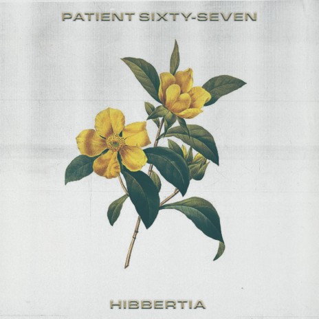 Hibbertia | Boomplay Music