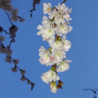 Obstbaum