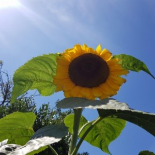 King of the Sunflowers