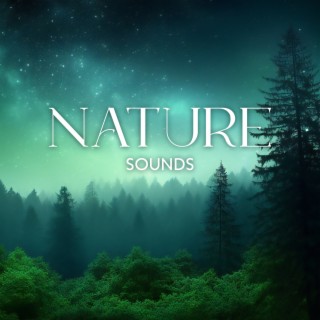 2 Hours Of Nature Sounds: Relaxing Natural Ambience With Soft Melodies For Meditation And Sleep | Calm Forest With Rain, Birds, Waterfalls