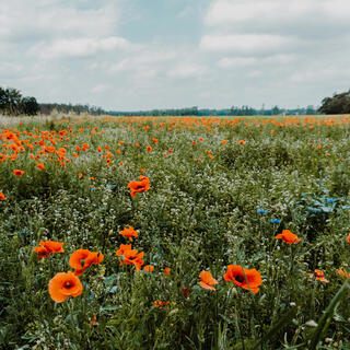 Waltz of the Flowers