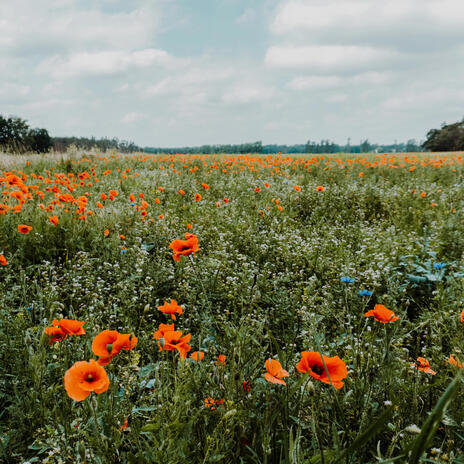 Waltz of the Flowers | Boomplay Music