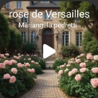 Rose de Versailles