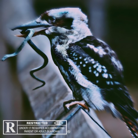 Kookaburra | Boomplay Music