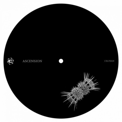 Ascension (Original Mix)