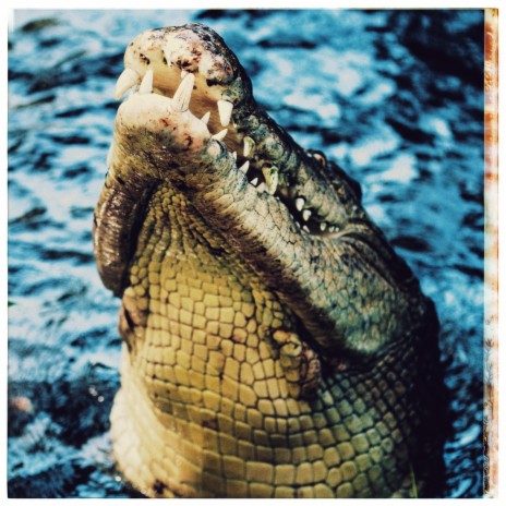 crocs | Boomplay Music