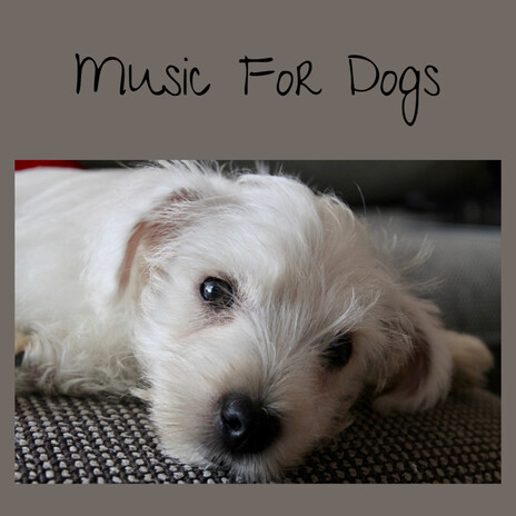 Doggy Pillow ft. Music For Dogs Peace, Relaxing Puppy Music & Calm Pets Music Academy | Boomplay Music